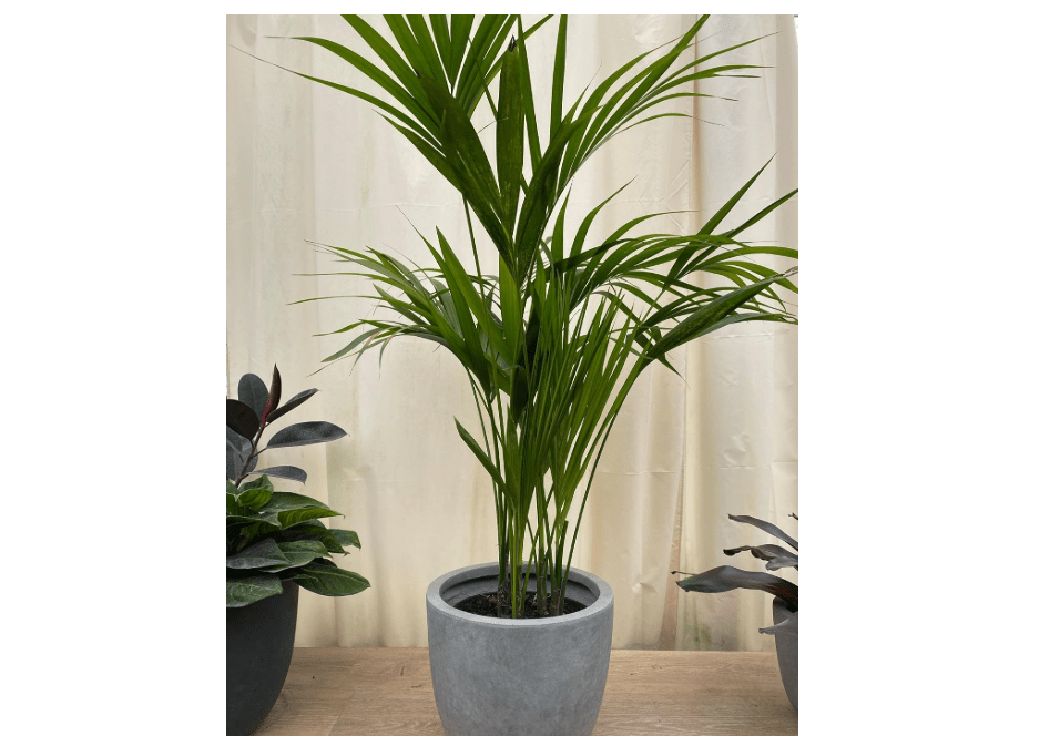 
Kentia Palm Tree, Howea Forsteriana, Live Plant - Exotic and Rare Indoor/Outdoor Plant, Tropical Garden Plant, Low Maintenance, Air Purifying Plant (