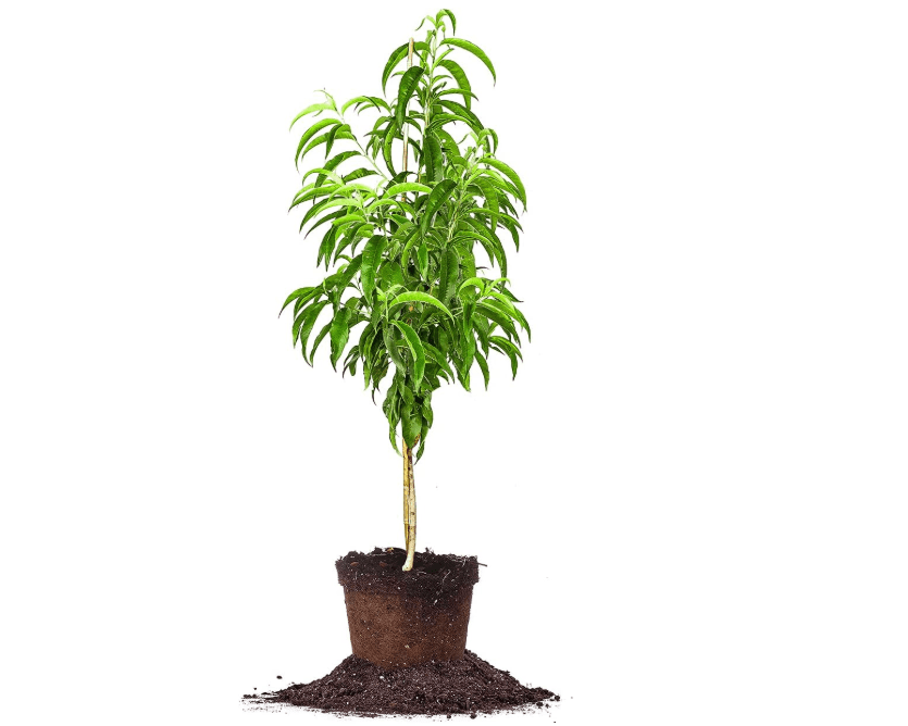 
PERFECT PLANTS June Gold Peach Tree 4-5ft. Tall | Low Chill Hour | Heavy Producer | Self Fertile
