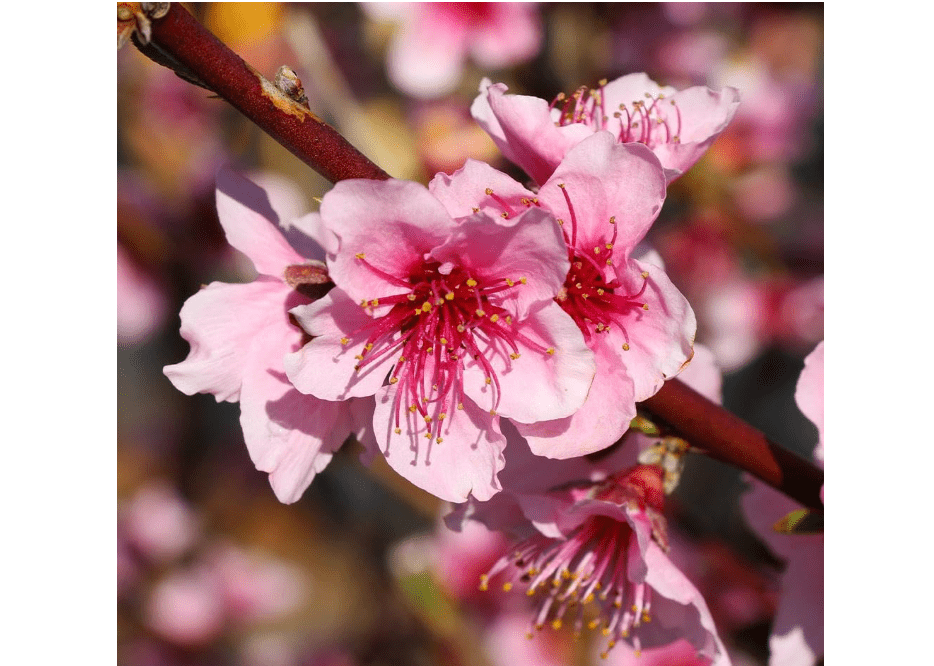 
Brighter Blooms - Red Haven Peach Tree, 4-5 ft. - No Shipping to AL, AR, AZ, CA, CO, ID, LA, MS, OR, WA