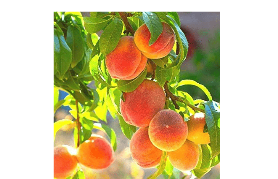
Pixies Gardens La Feliciana Peach Tree Plant Sweet and Tangy Yellow Flecked with Red Firm Flesh