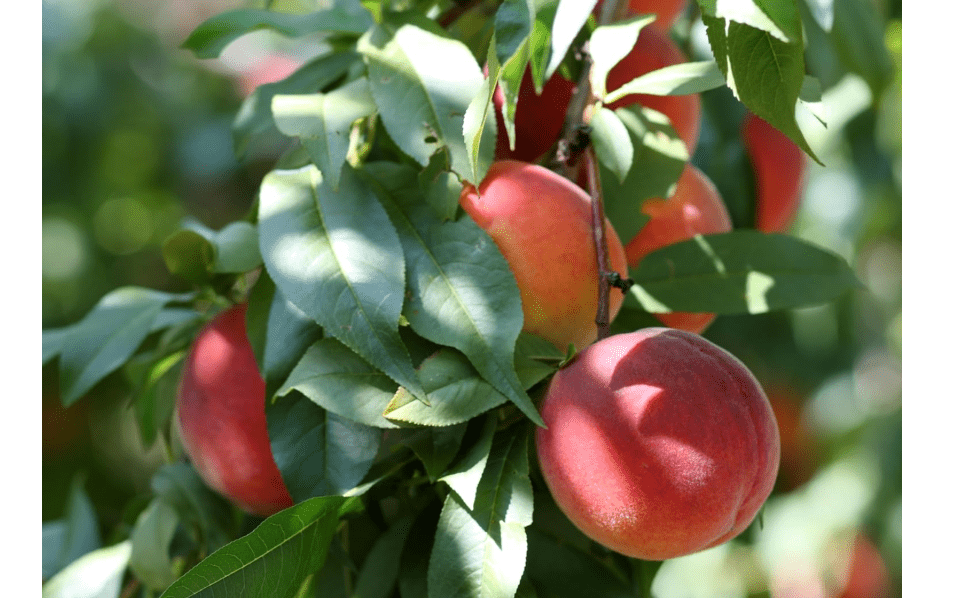 
Florida Glo Peach Tree - Low Chill - Self Pollinating Live Fruit Plant Shipped 3 to 4 Feet Tall by DAS Farms (No California)