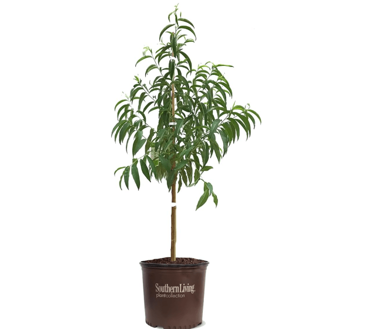 
Southern Living Harvester Peach Tree 5 Gallon - (Due to Agricultural Laws, we Cannot Ship t