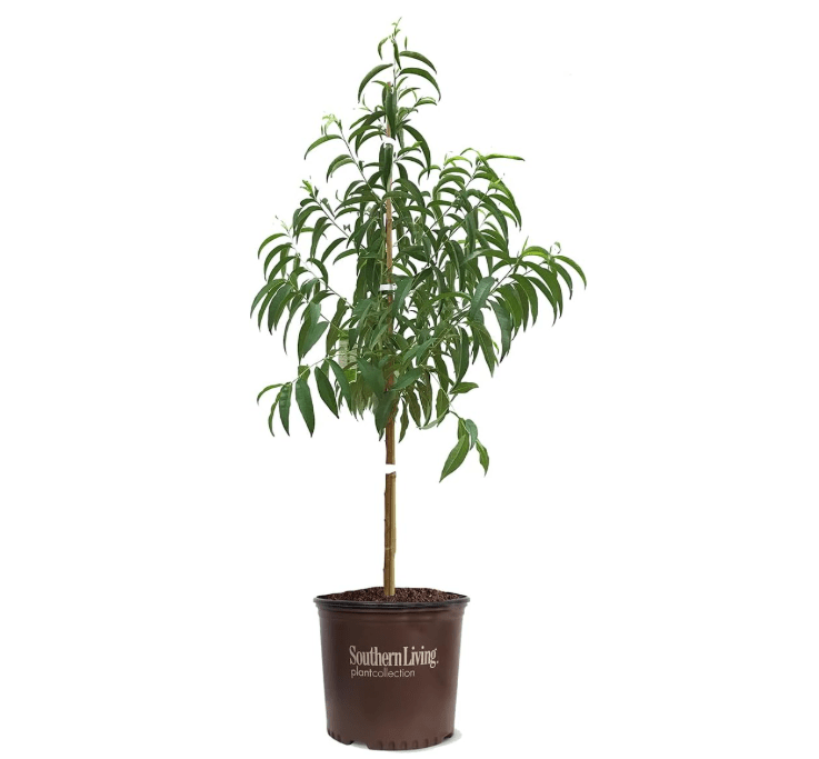 
Southern Living Harvester Peach Tree 5 Gallon - (Due to Agricultural Laws, we Cannot Ship to 