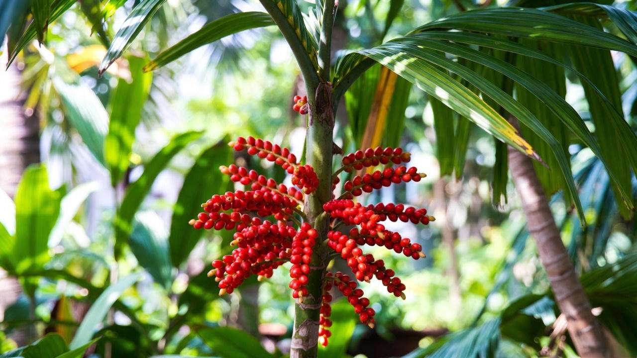 Close-up of an Adonidia palm tree with green fronds and red fruit clusters in a tropical garden."