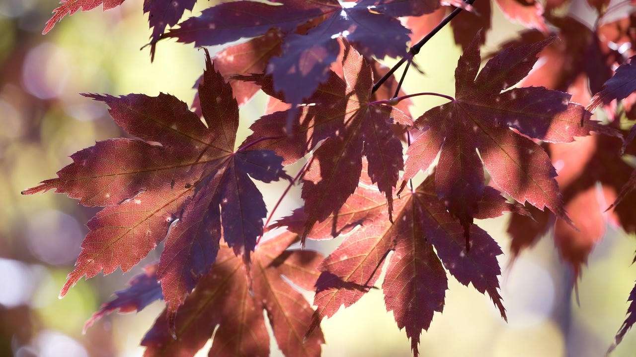 Translucent purple-red fall foliage of Brandywine red maple in peak color