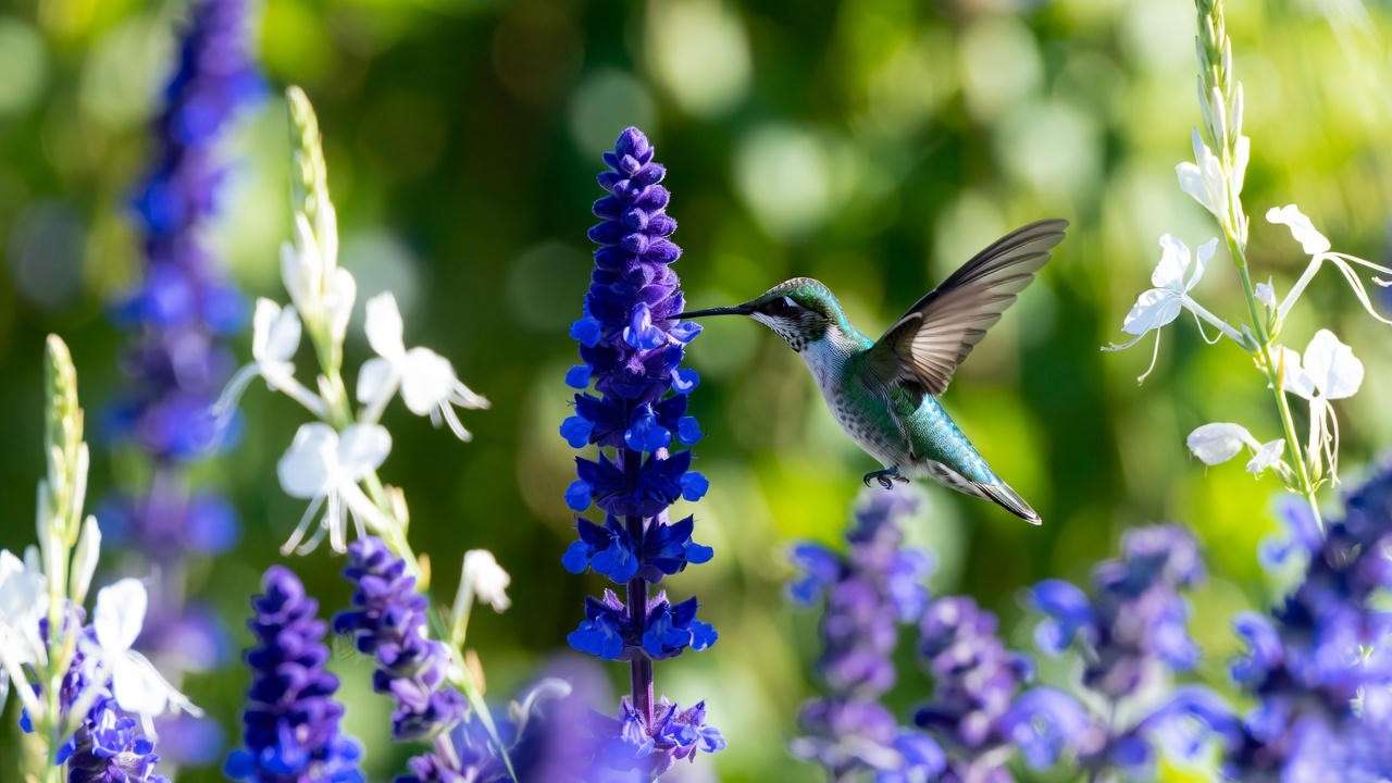 Hummingbird on heat-tolerant Agastache with Gaura and Nepeta – best full sun perennial