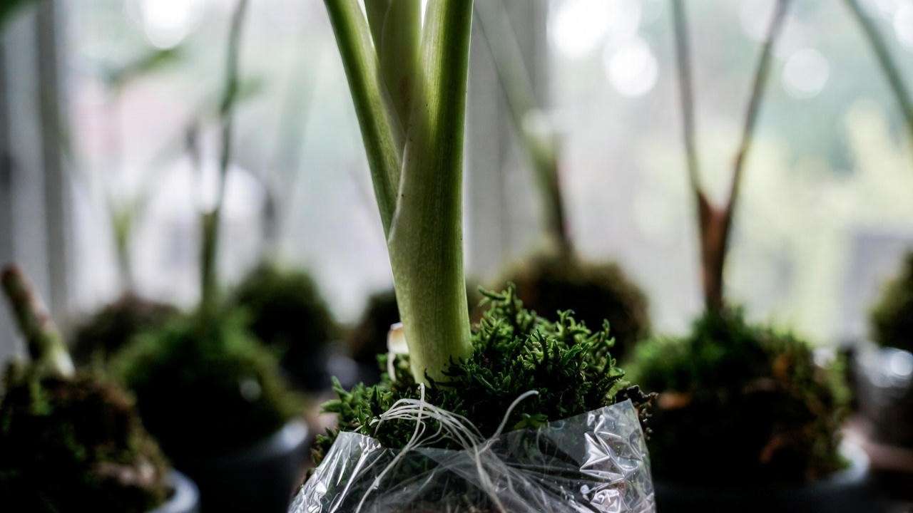 Air layering umbrella plant – roots forming on stem while still attached to mother plant