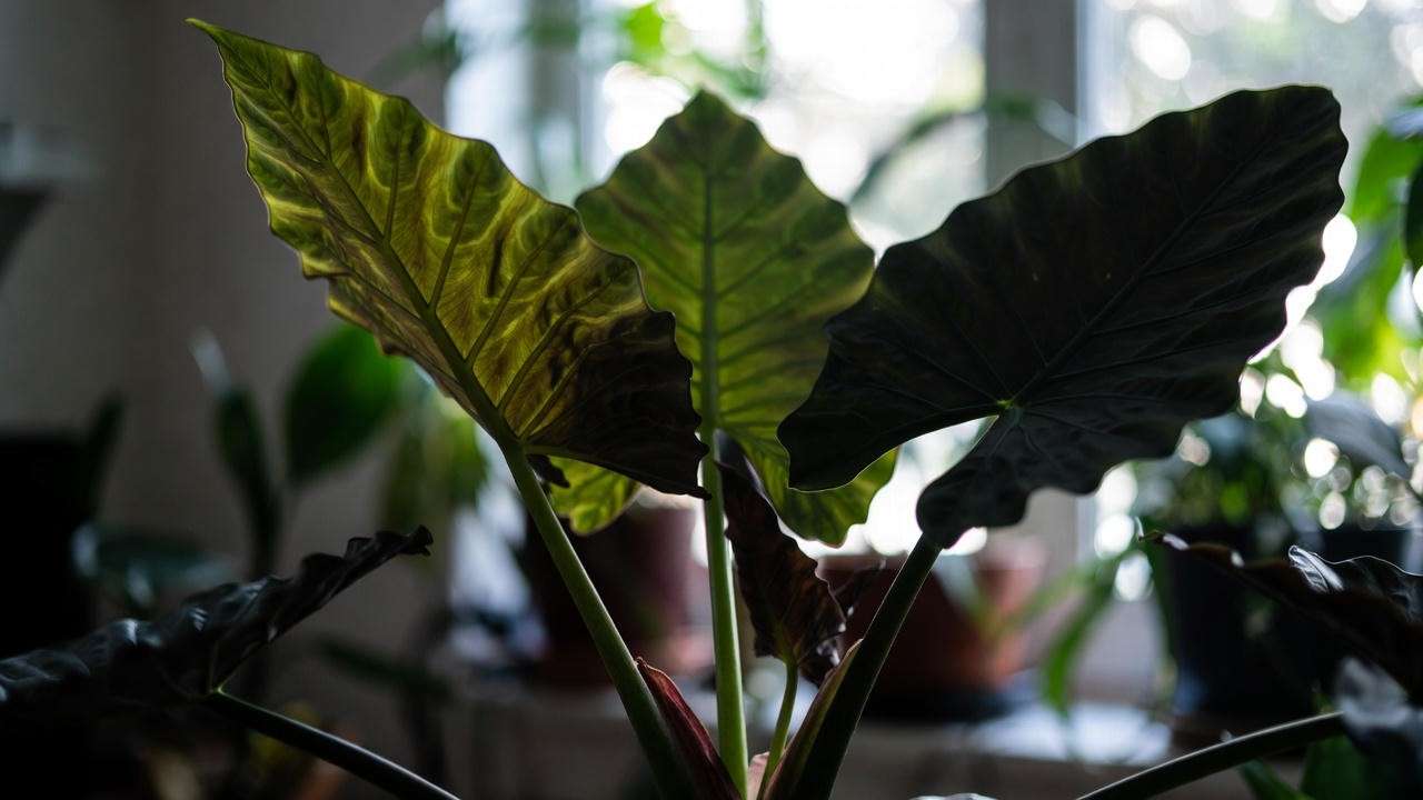 Mature Alocasia Regal Shield plant with massive dark velvet leaves indoors