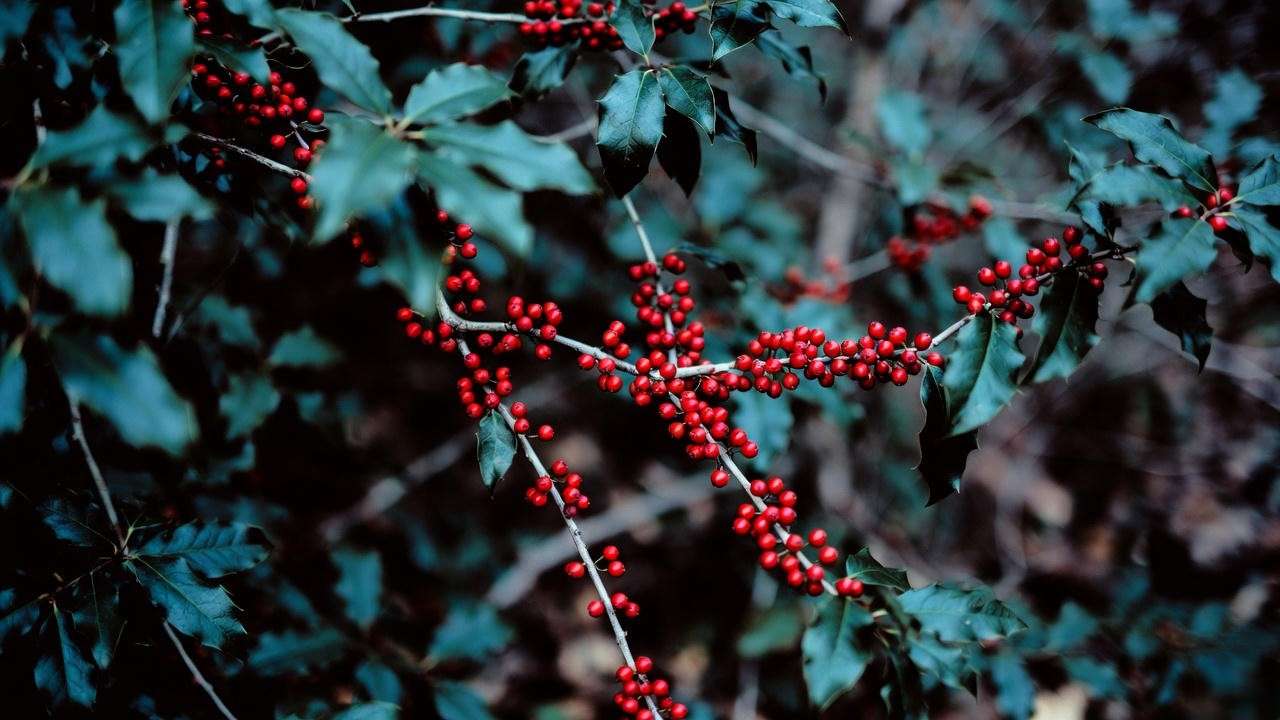 American holly with red berries in heavy shade