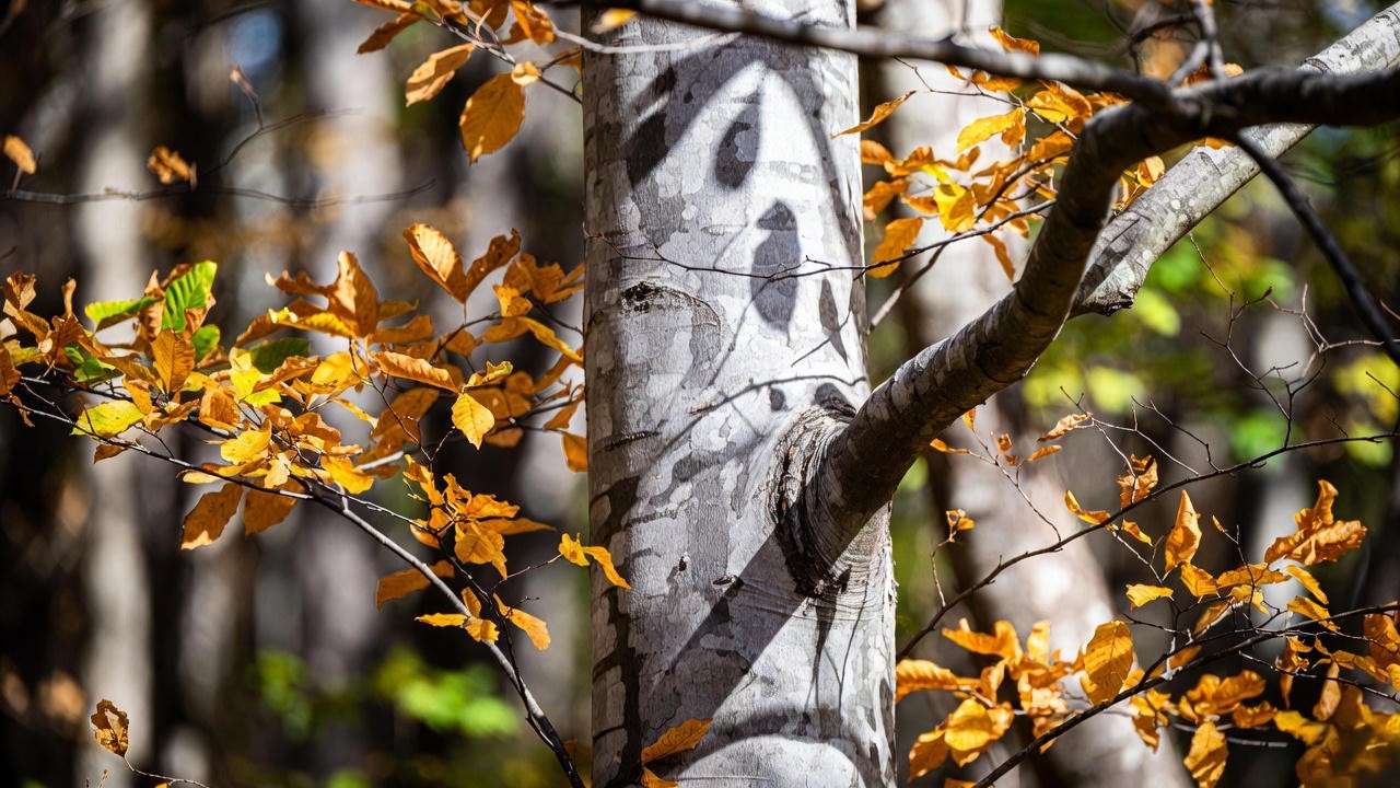 American hornbeam muscle bark and golden fall color in deep shade