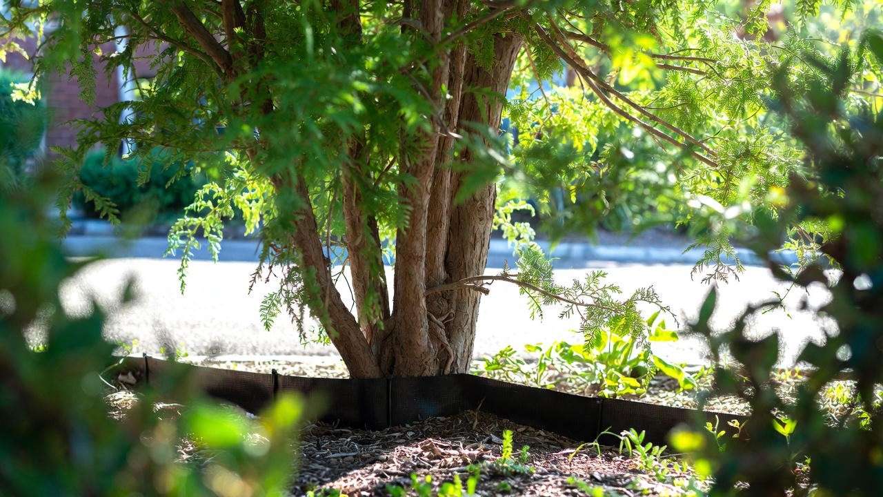 Cedar tree with root barrier near driveway redirecting roots downward."