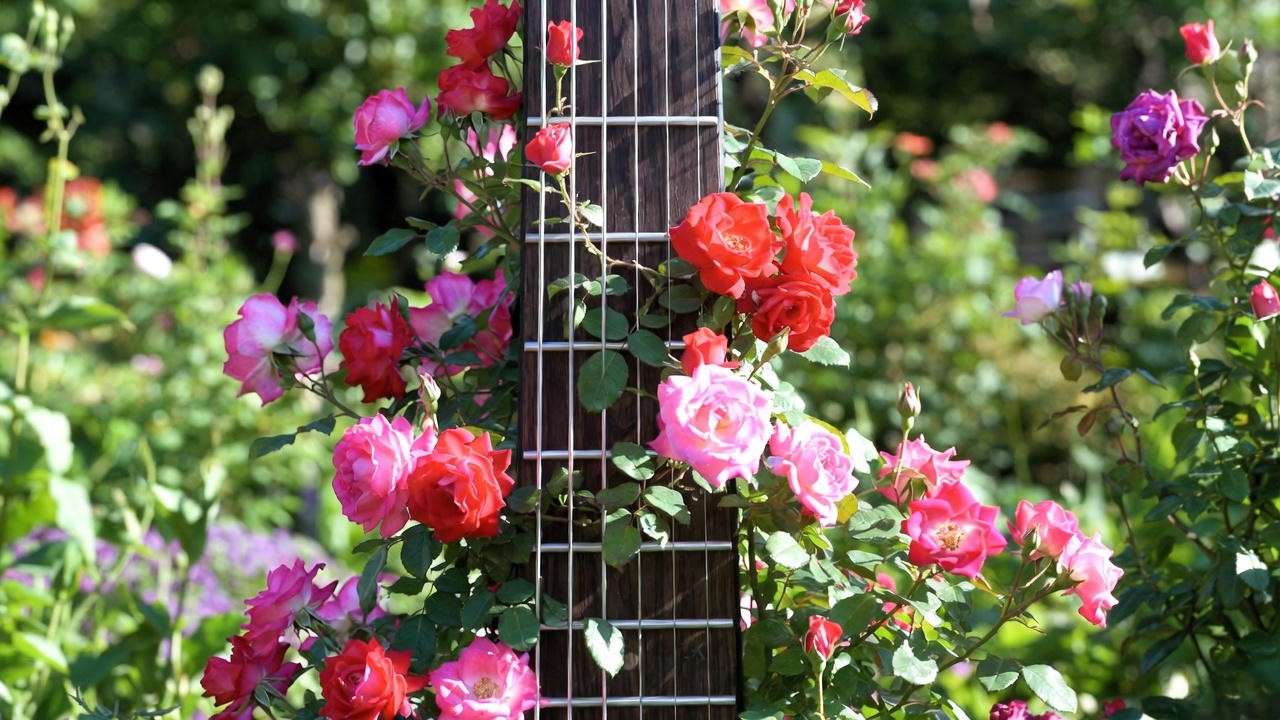 all guitar string trellis supporting blooming climbing roses in a lush garden.