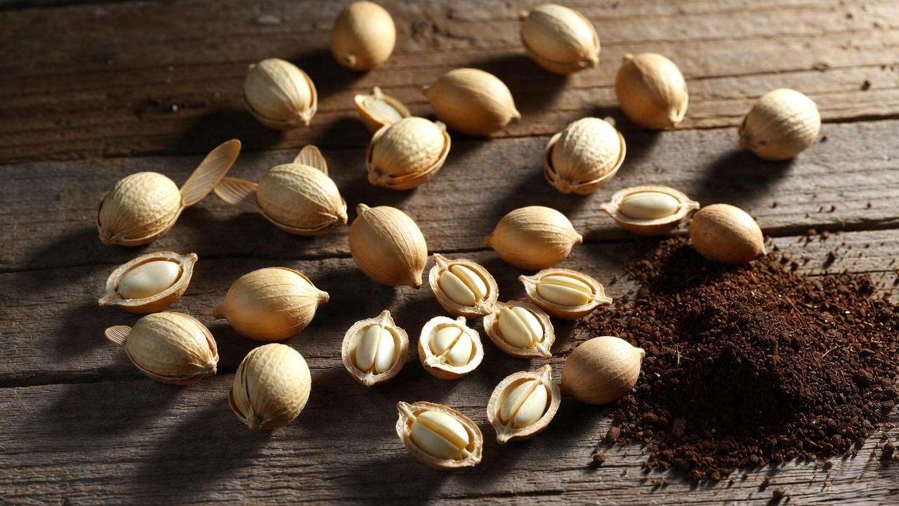 Close-up of fresh high-quality moringa seeds ready for planting