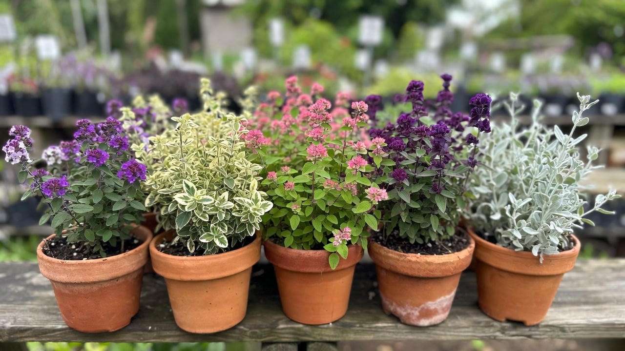 Ornamental oregano varieties comparison: Kent Beauty, Kirigami, Drops of Jupiter, Amethyst Falls, and Dittany of Crete