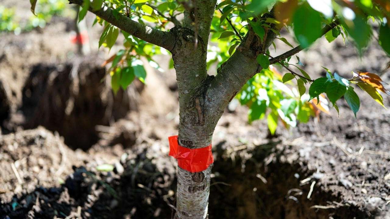 Proper graft union height when planting double weeping cherry tree