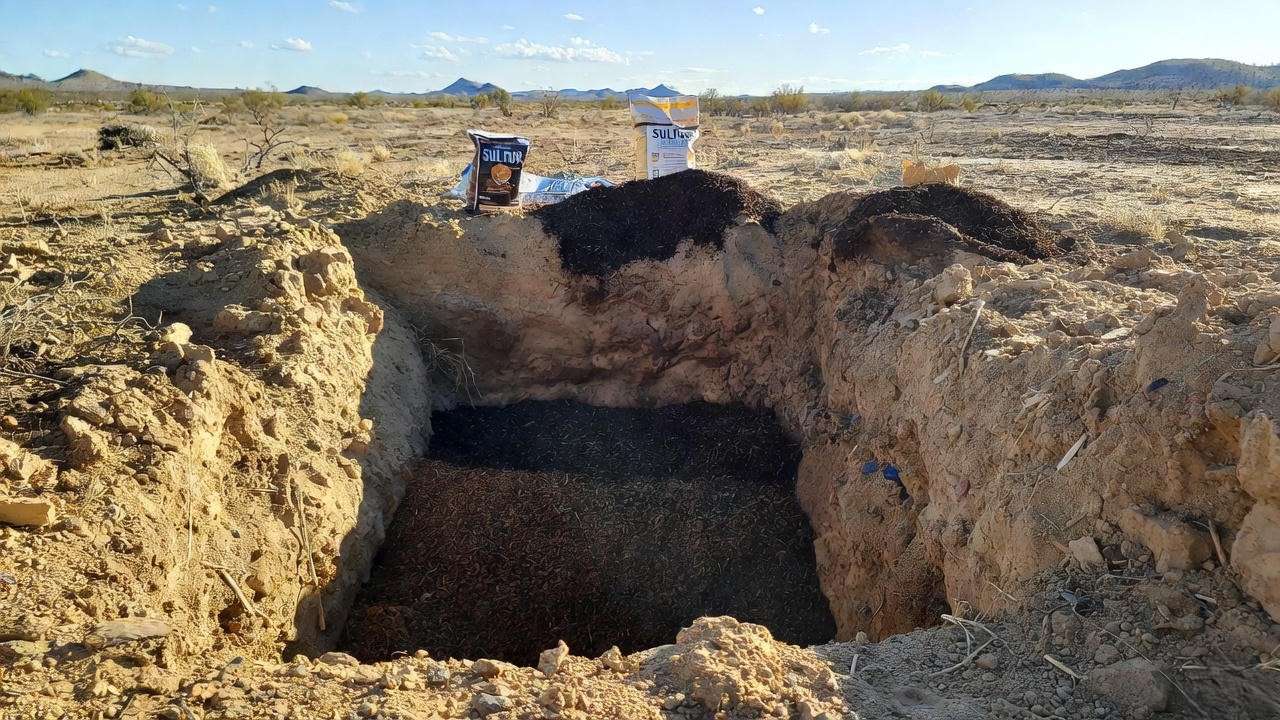 Correct planting hole preparation for Desert Gold peach tree in desert soil