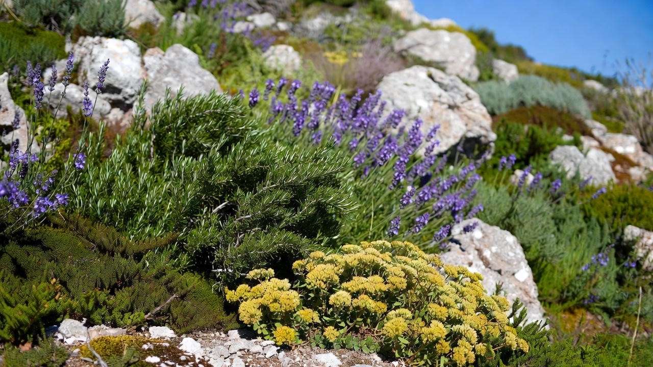 Creeping rosemary in rock garden with perfect companion plants lavender and sedum