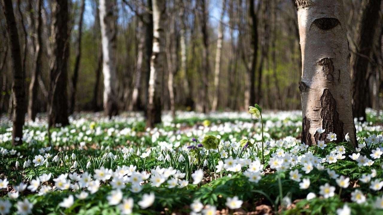 White anemone plants naturalising under deciduous trees with snowdrops and hellebores”