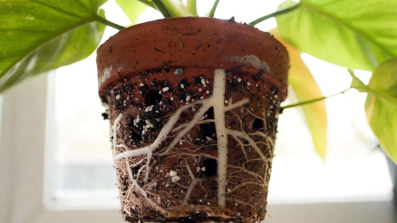 Well-draining soil mix for Philodendron Red plant repotting"