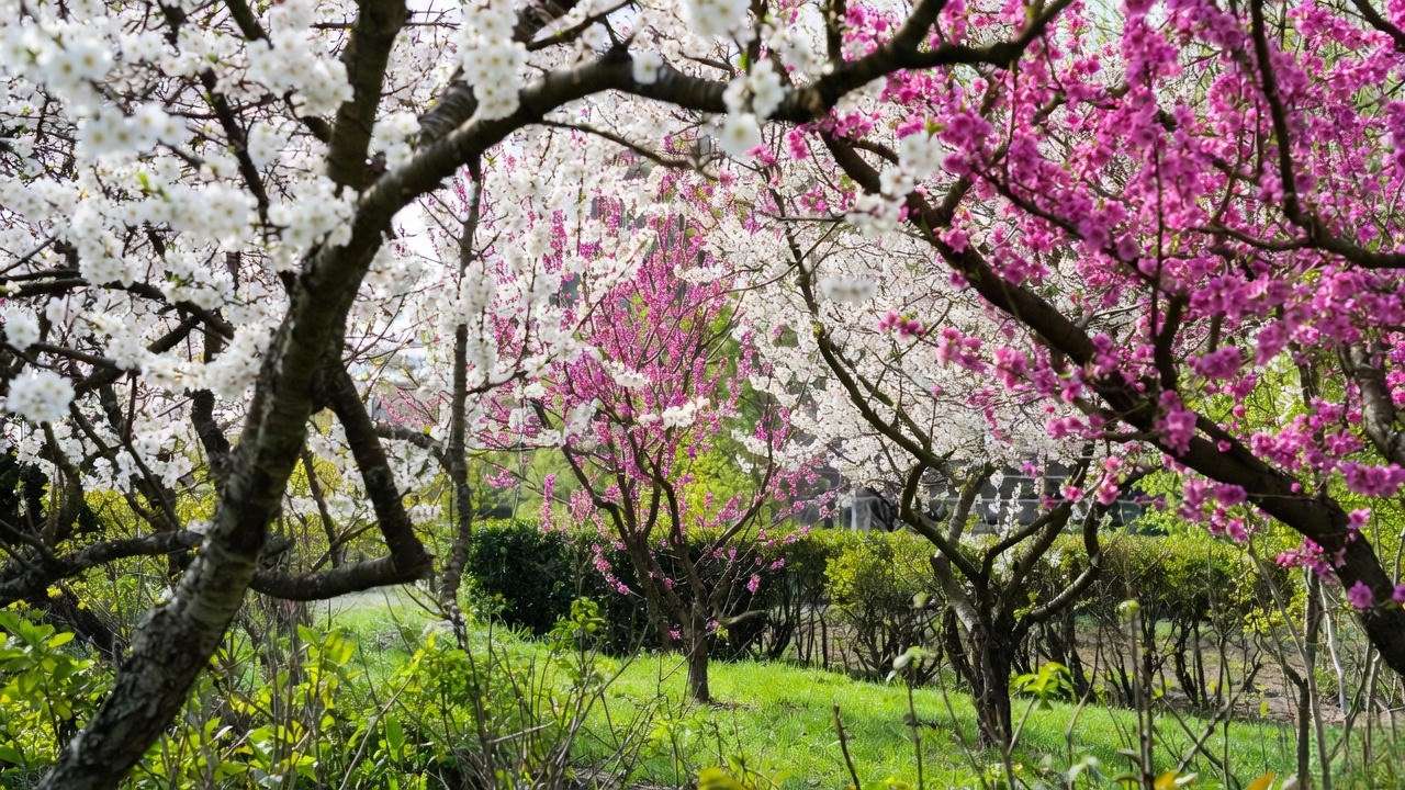 Garden with multiple plum tree varieties in bloom with white and pink flowers