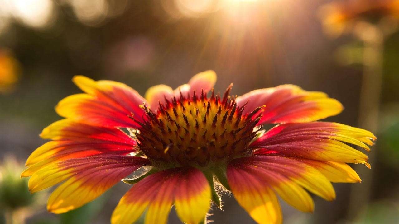 Fiery red and yellow gaillardia blanket flower in full sun
