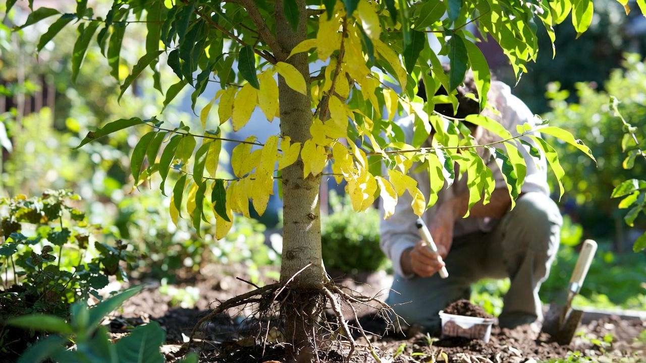 Gurneys tree with yellow leaves and gardener using soil test kit"