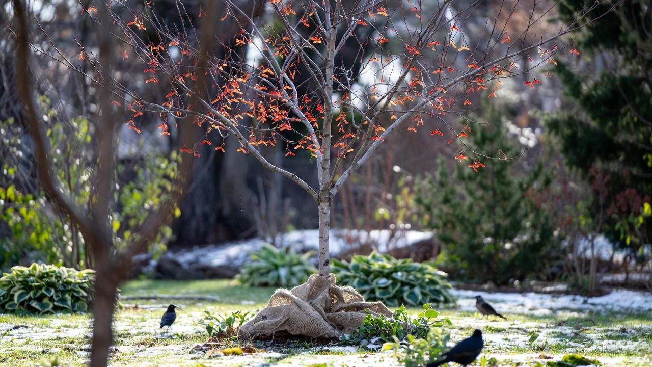 "Young Hot Wings Maple Tree wrapped in burlap with birds and hostas in winter".