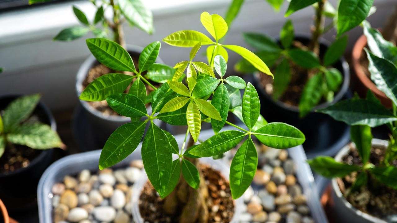 Money tree with pebble tray for humidity in a lush indoor plant microclimate".