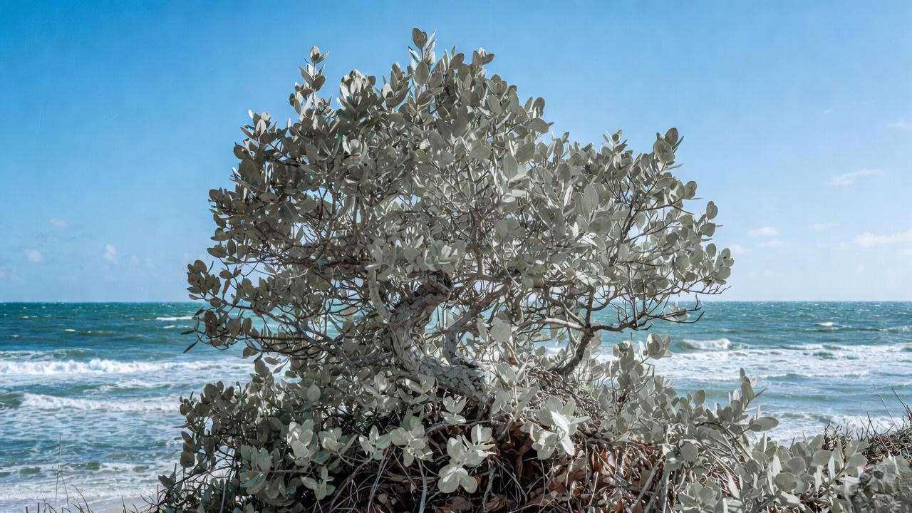 Silver Buttonwood hedge thriving in direct salt spray on a Florida beachfront property