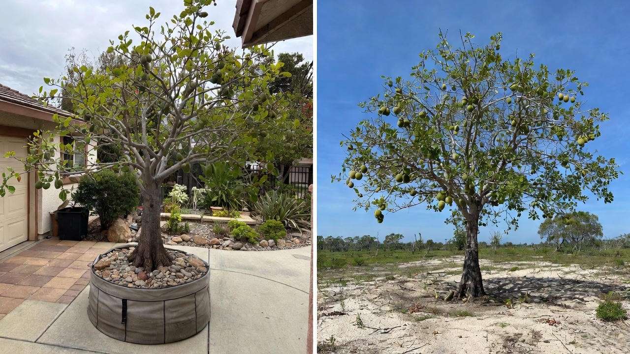 Kigelia africana successfully grown in large container vs in-ground in warm climates
