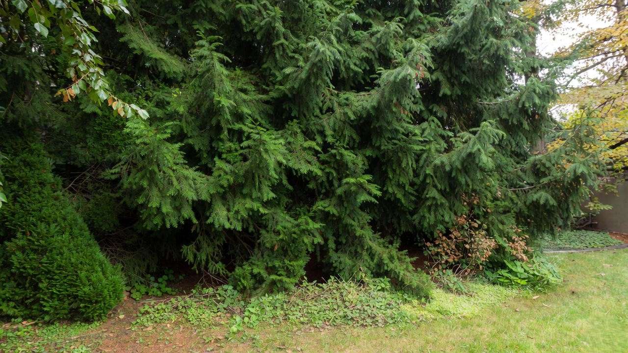 Canadian hemlock evergreen privacy screen in deep shade