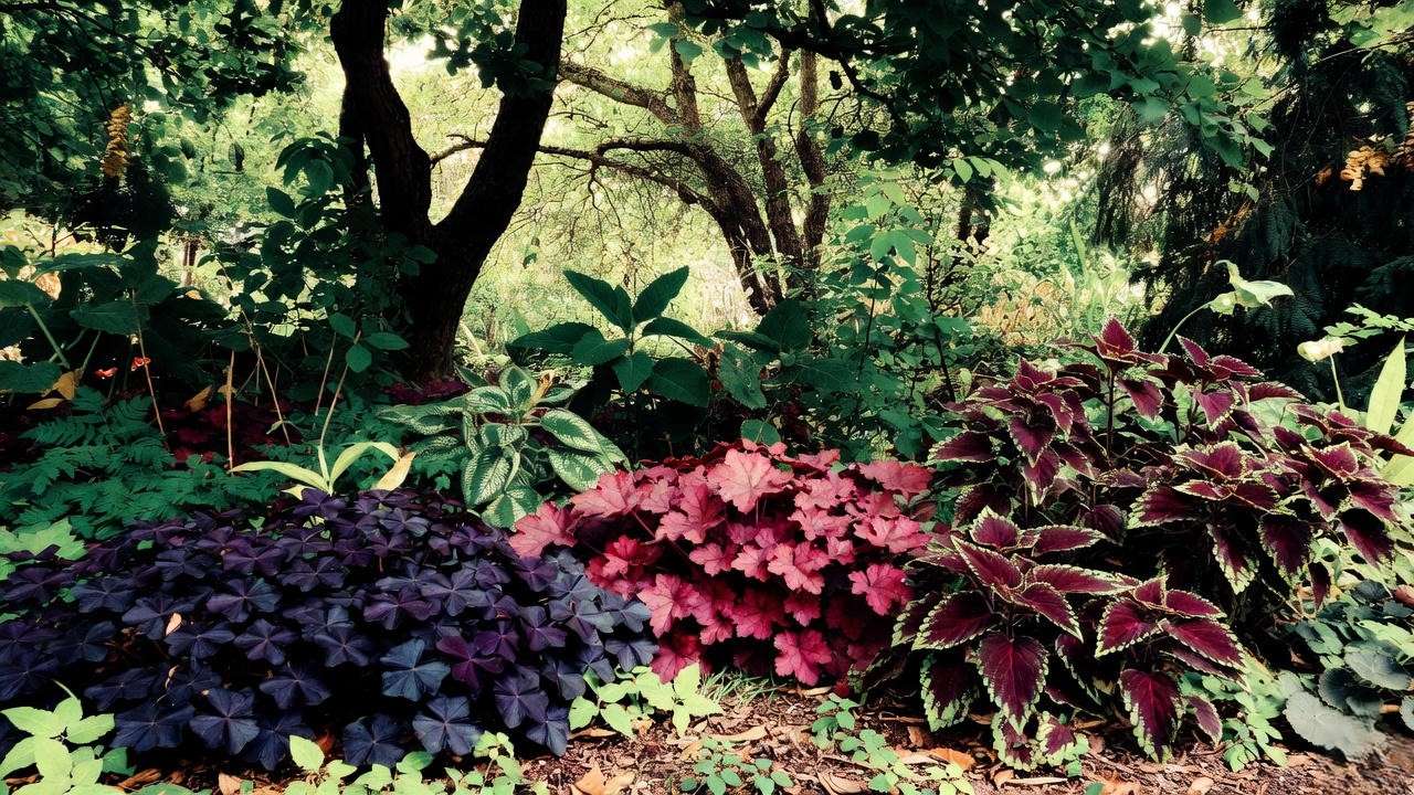 Red foliage plants thriving in shade including Forever Red heuchera and dark coleu