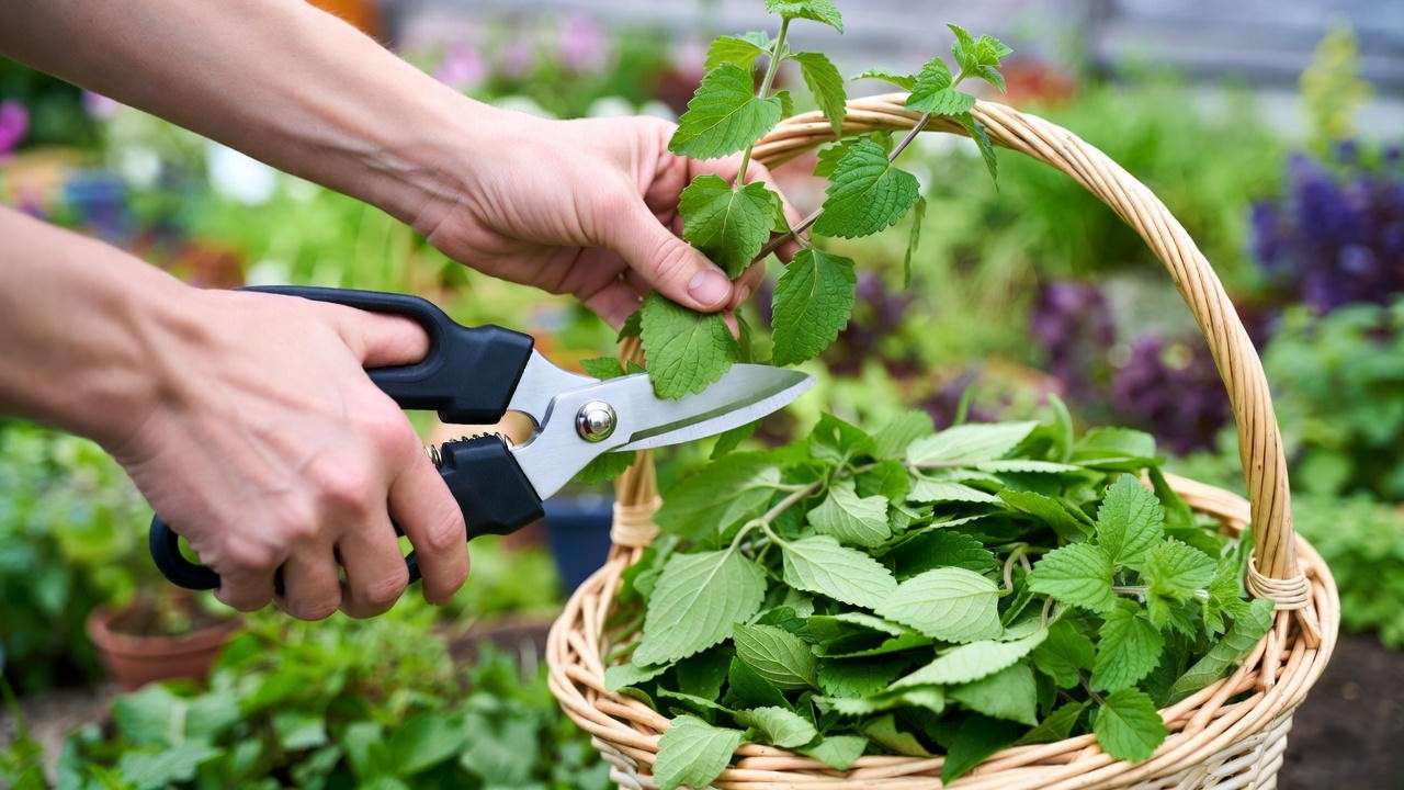 "Hands pruning lemon balm plants with shears and cut leaves in a basket."