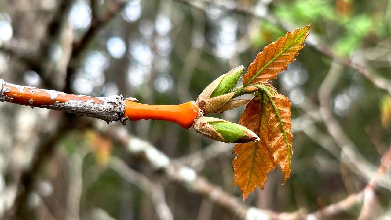 Chestnut blight canker and wilting flag symptom on young shoot