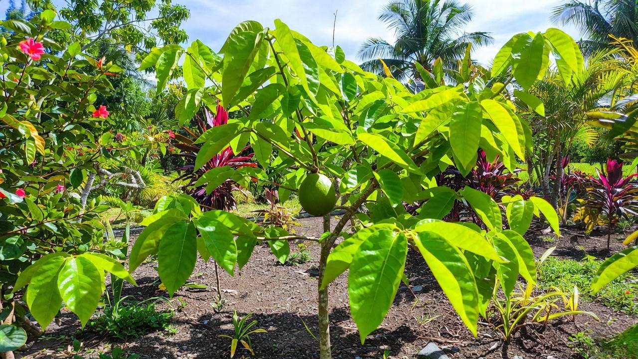Tropical garden with a guanabana tree in full sunlight and well-draining soil.