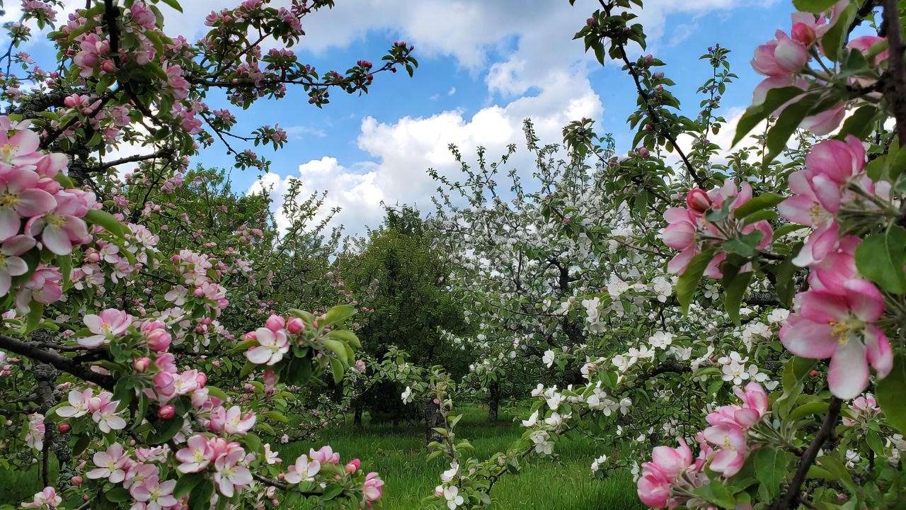"Diverse apple tree varieties in bloom in a lush orchard under a clear sky."