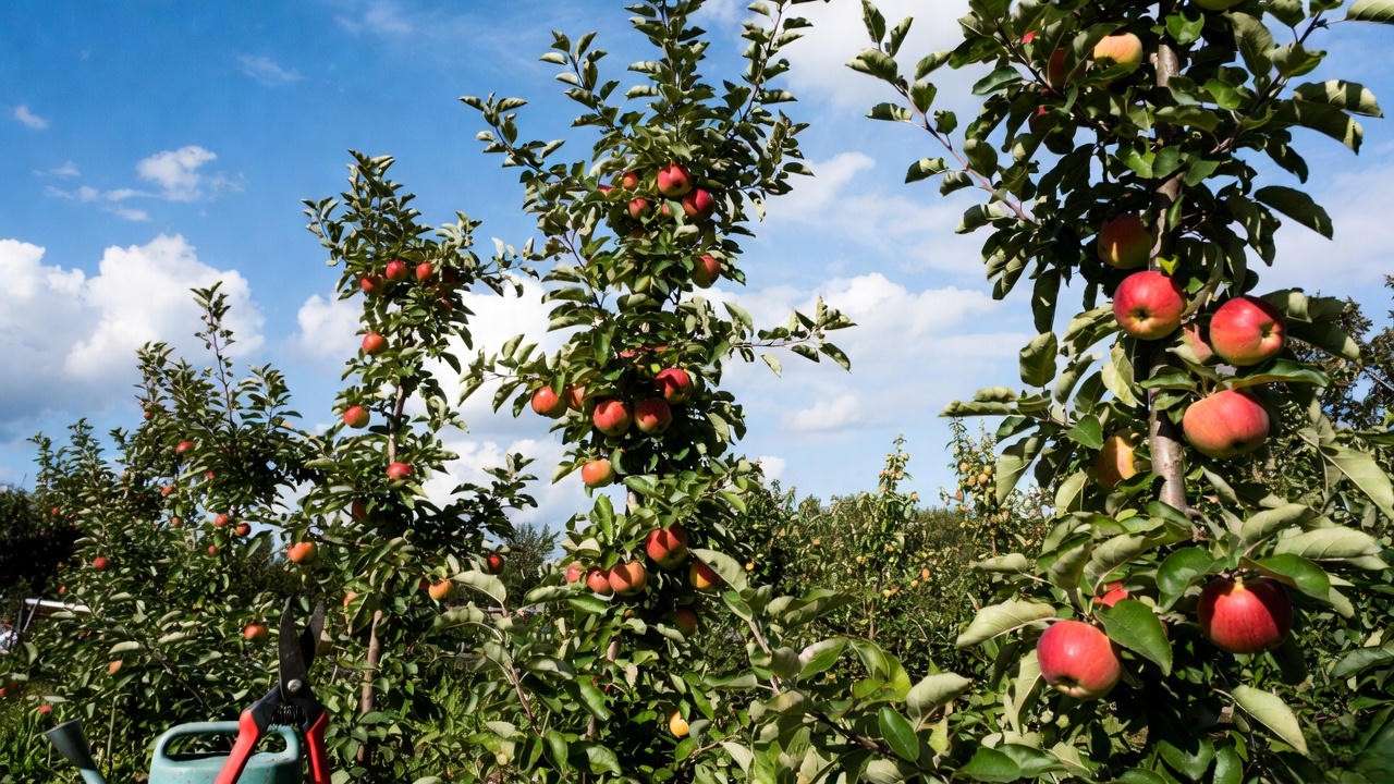 "Close-up of columnar apple tree varieties with red and yellow apples in a sunny garden."