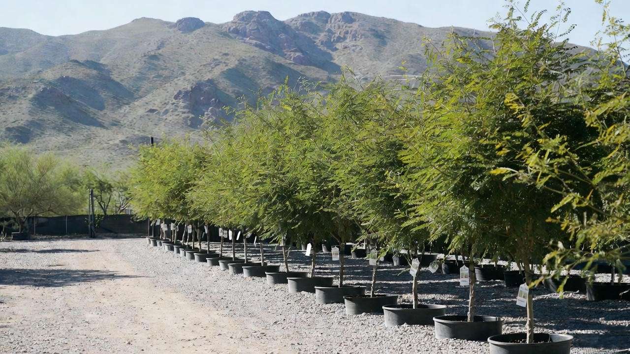 Thornless Chilean mesquite trees for sale at desert nursery