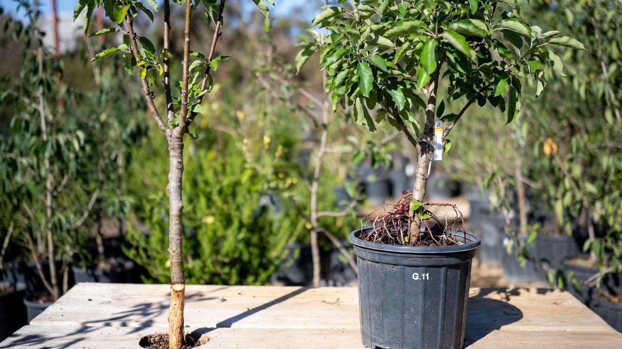 Bare-root and container-grown Ein Shemer apple trees on dwarf rootstock