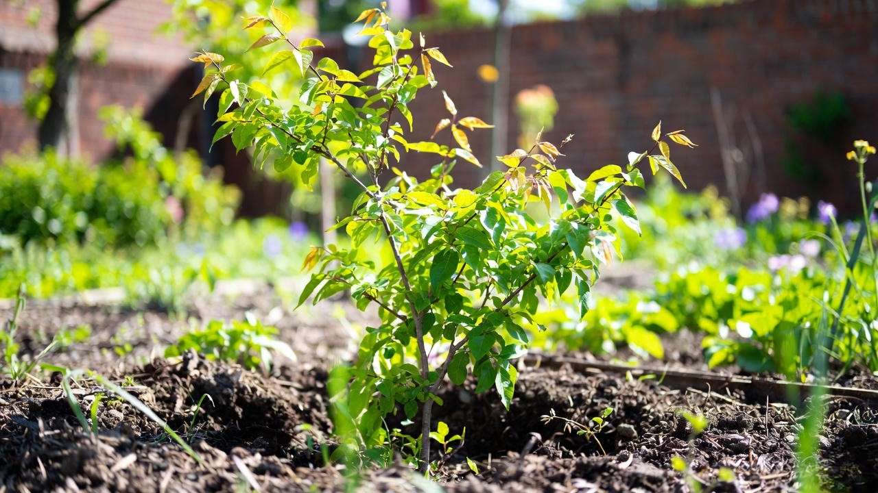 Ideal sunny planting site for Salavatski pomegranate tree with south wall protection