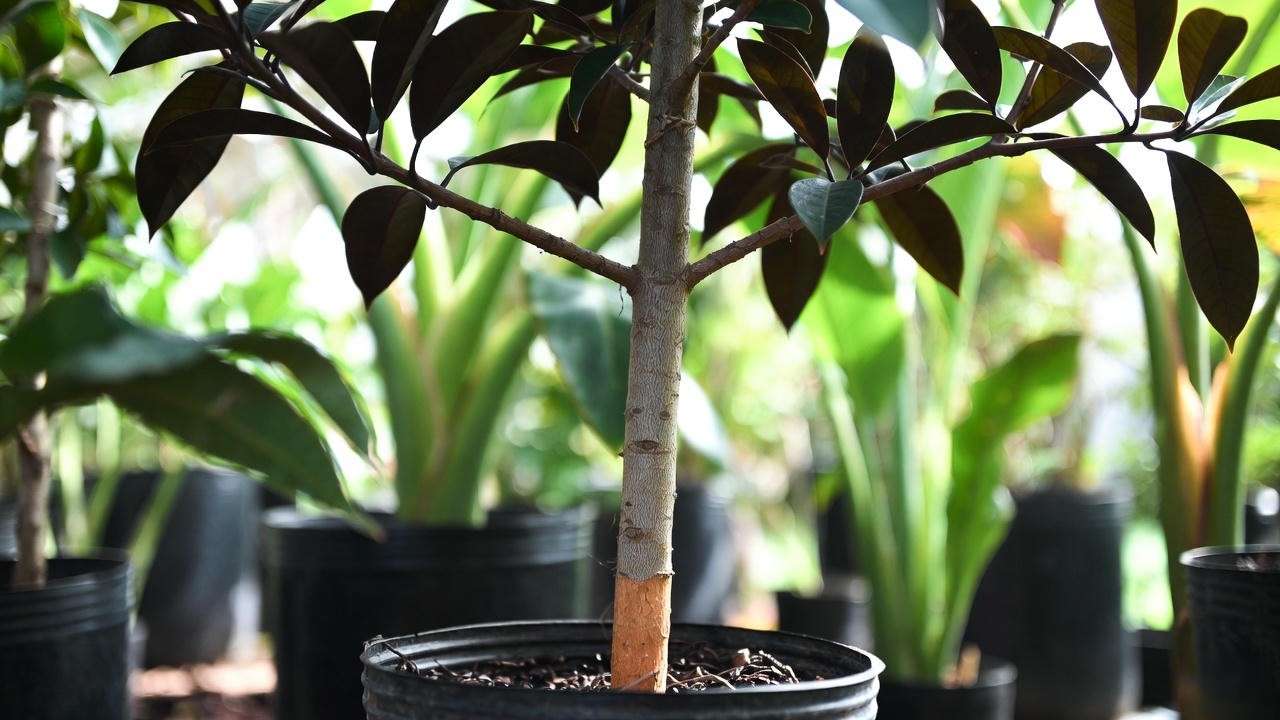 Healthy grafted puakenikeni tree ready for planting