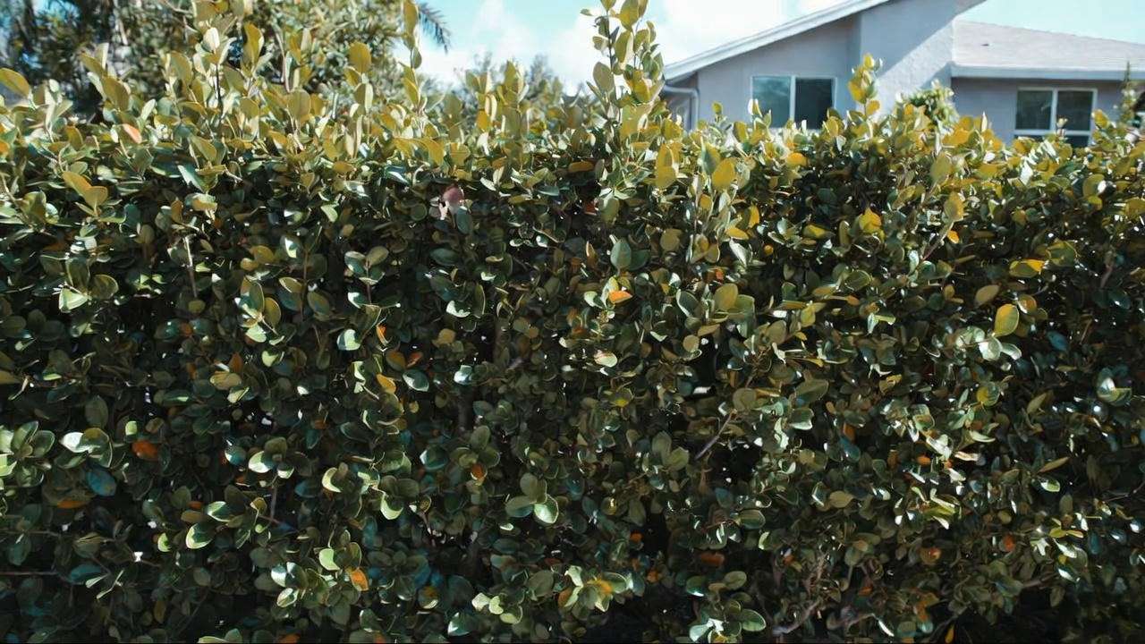 Tall Clusia hedge creating bulletproof privacy screen in South Florida