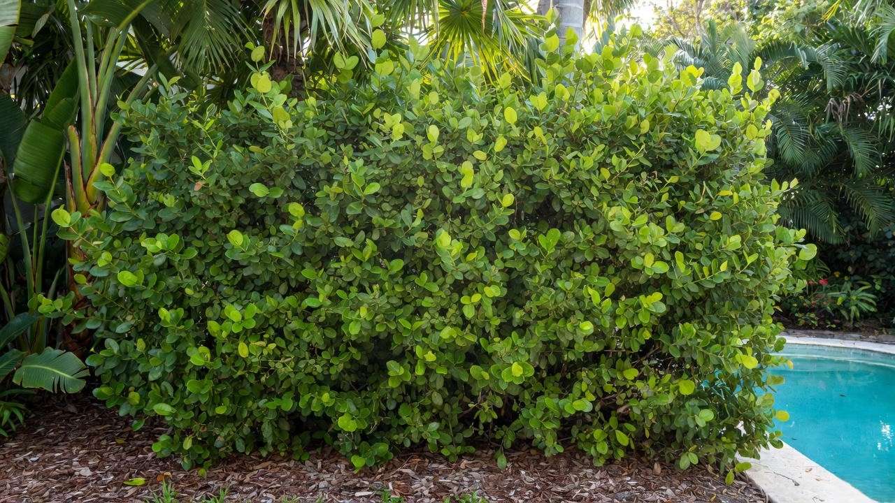 Thick Cocoplum hedge providing year-round privacy in a South Florida coastal backyard