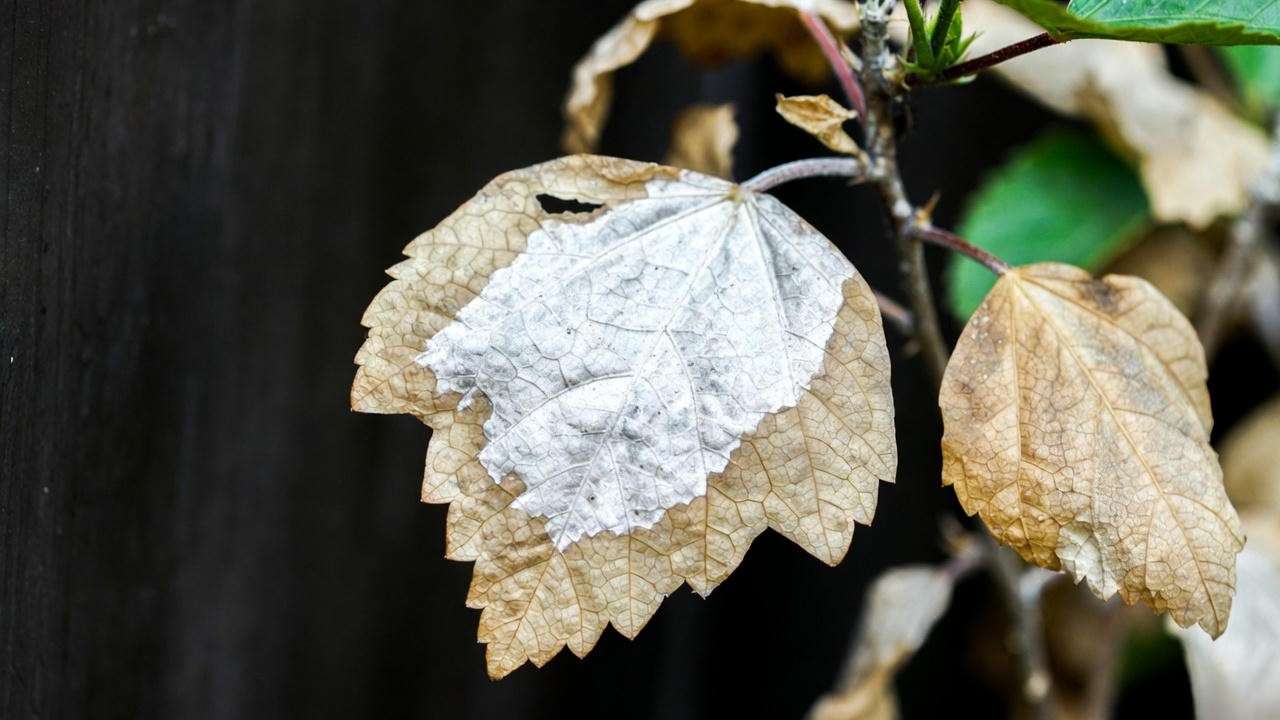 Hibiscus fertilizer burn symptoms on leaf edges