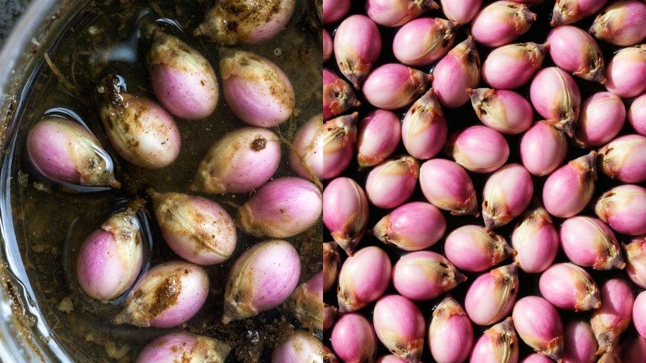 Common eastern redbud seed germination mistakes vs correct method