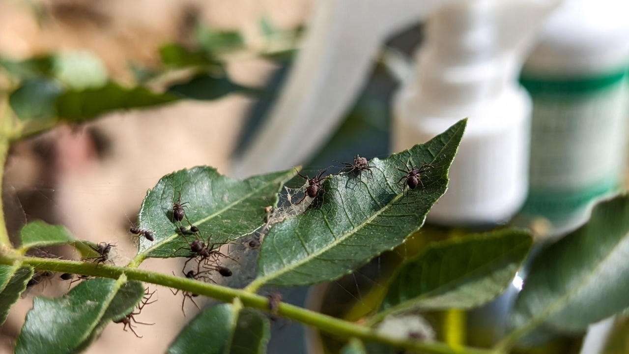 Spider mites on curry leaf and organic neem oil treatment