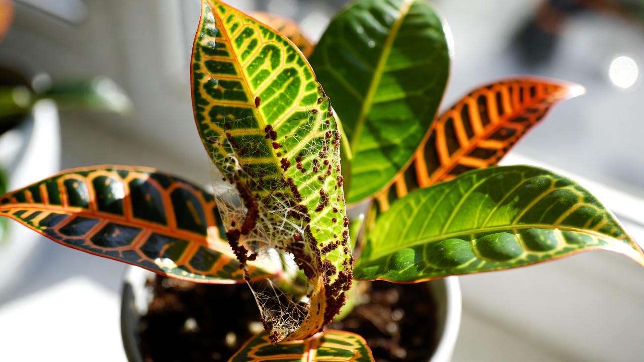 Spider mites and webbing on Croton Petra leaf – early detection