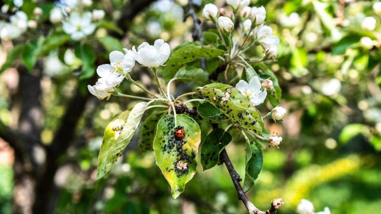 Spring Snow Crabapple tree leaves with aphid damage and a ladybug in a garden".