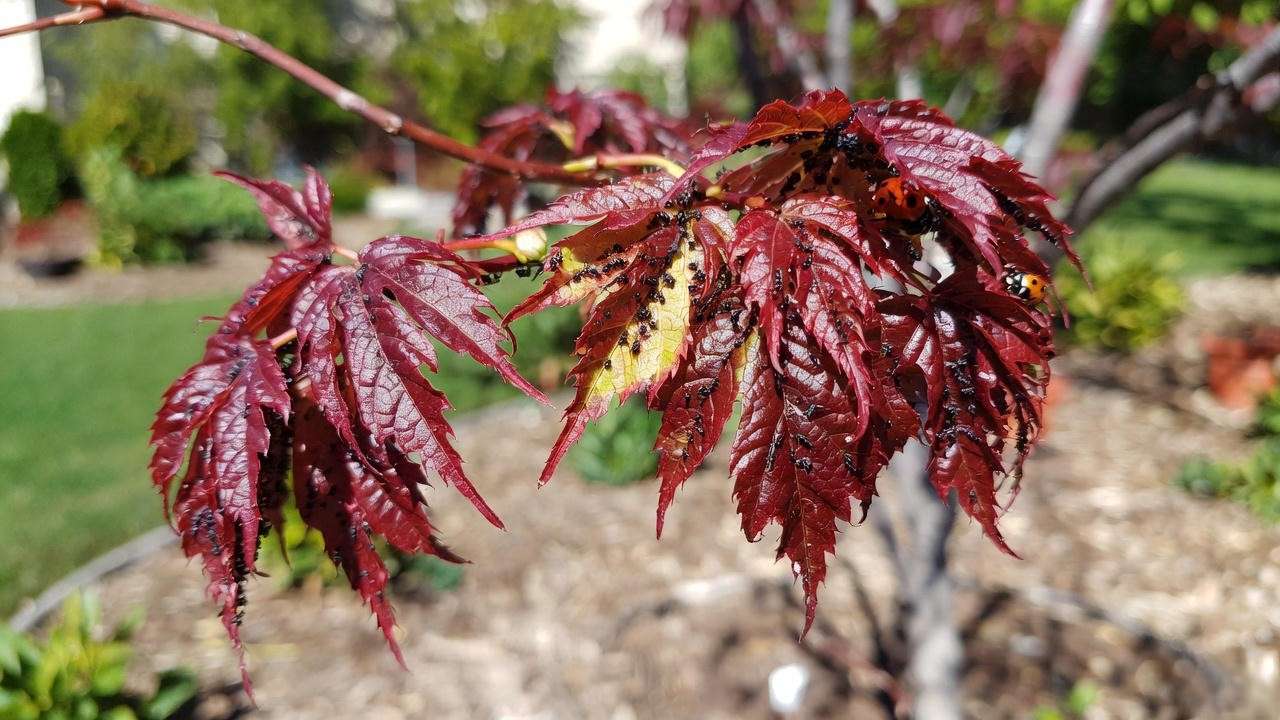 Crimson King Maple Tree with aphids and ladybugs for natural pest control."