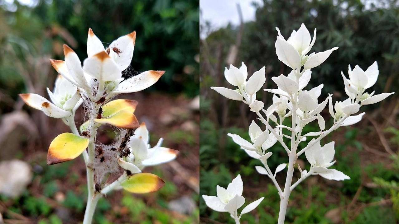 White Knight Philodendron common problems brown tips yellow leaves and full recovery before after